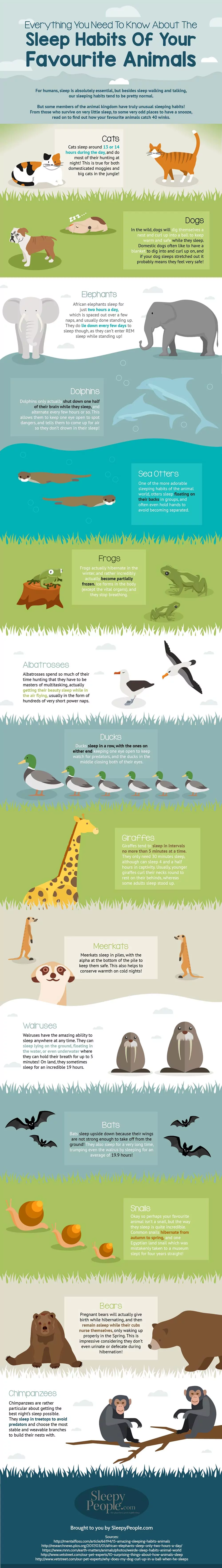 Animal sleep habits
