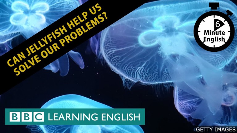 Can Jellyfish Help Us Solve Our Problems 6 Minute English SamSmithEnglish English Teaching 
