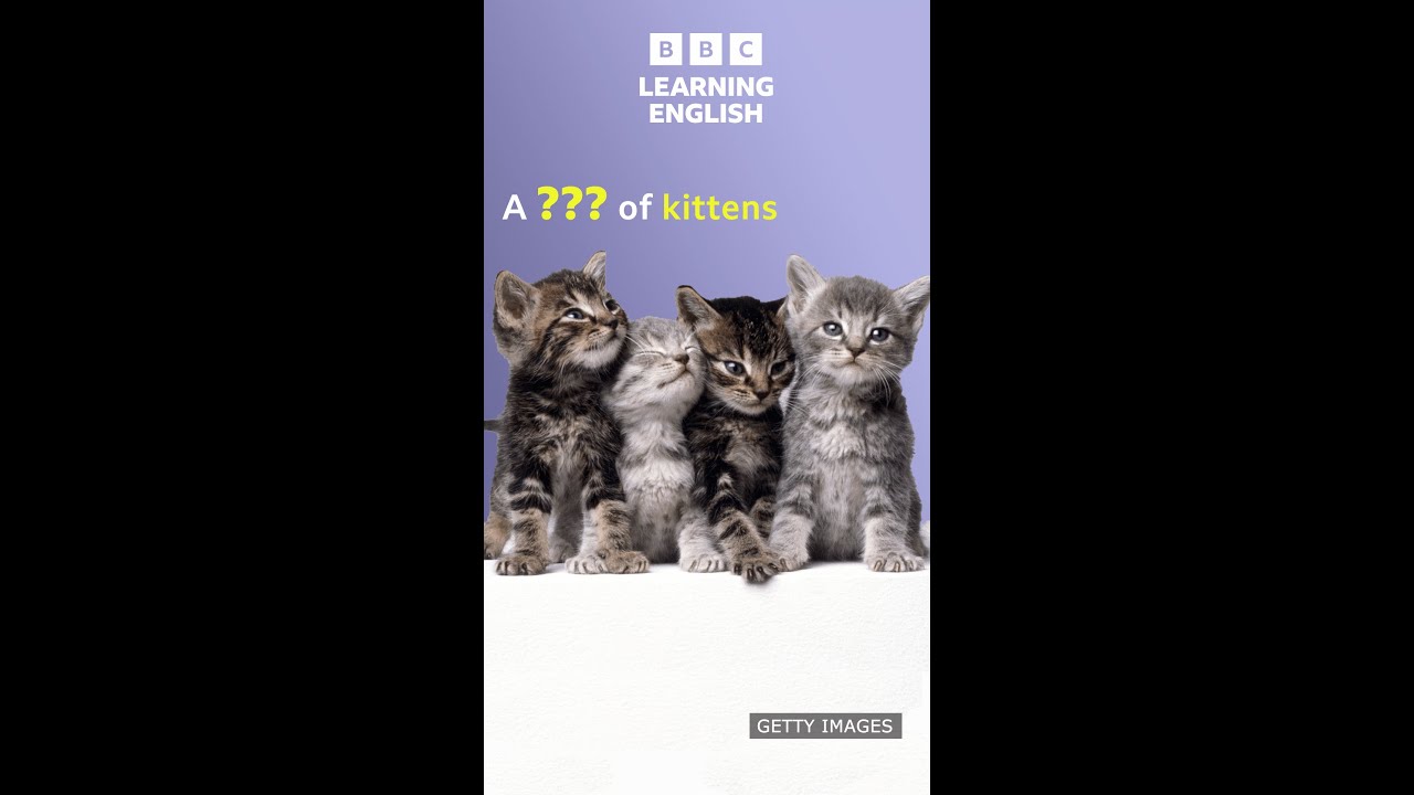 Collective Nouns For Animals Bbc Learning English Samsmithenglish